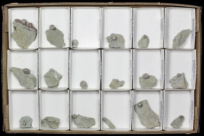 Lot: Lot of Blastoid Fossils On Shale - Pieces #70897
